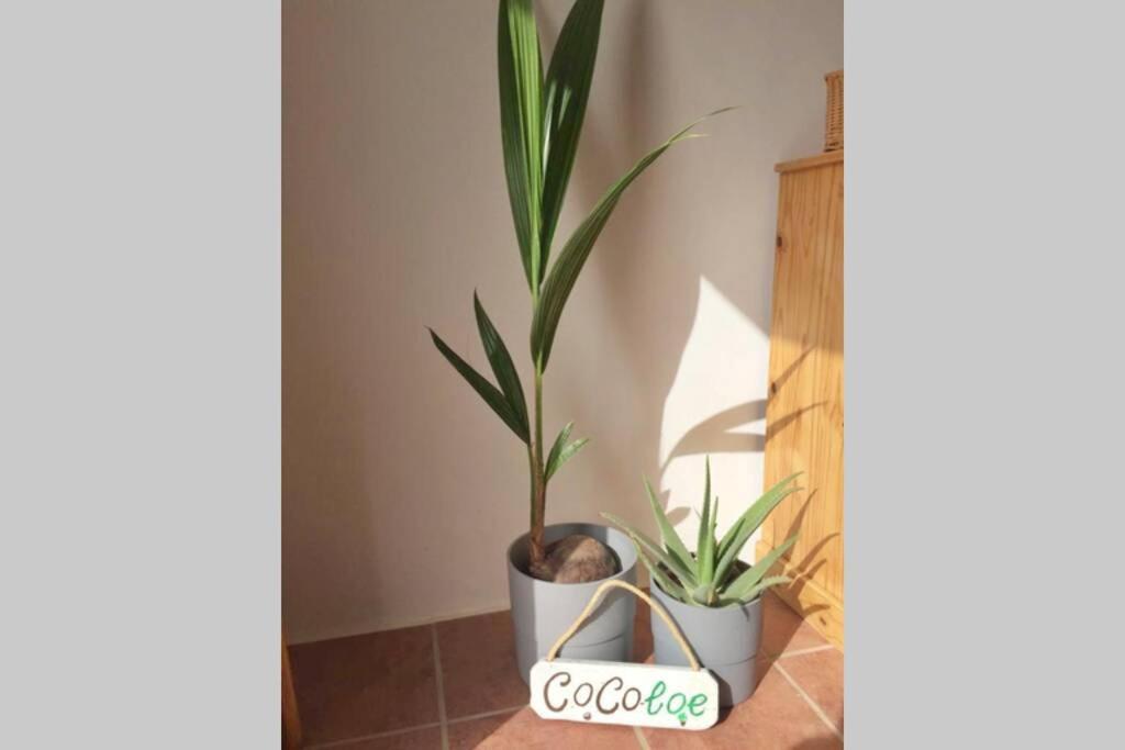 הוילה Casa Cocoloe לאחארס מראה חיצוני תמונה